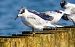 Sandwich Tern  - Waldemar Abucewicz