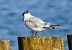 Sandwich Tern  - Waldemar Abucewicz