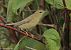 Willow Warbler  - Tomasz Doroń