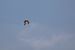 Long-legged Buzzard  - Jacek Warżała