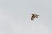 Long-legged Buzzard  - Jacek Warżała