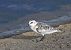 Bécasseau sanderling  - Damian Mikulski