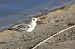Bécasseau sanderling  - Damian Mikulski