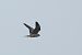 Red-footed Falcon  - Łukasz Krajewski