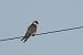 Red-footed Falcon  - Łukasz Krajewski