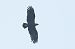 Greater Spotted Eagle  - Łukasz Krajewski