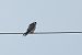 Red-footed Falcon  - Łukasz Krajewski