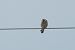 Red-footed Falcon  - Łukasz Krajewski