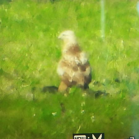 Adlerbussard 