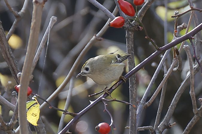 Roitelet huppé  - Robert Pach