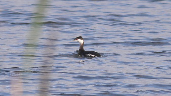 perkoz rogaty  - Grzegorz Kaczorowski