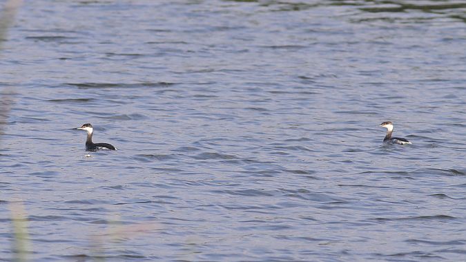 Grèbe esclavon  - Grzegorz Kaczorowski