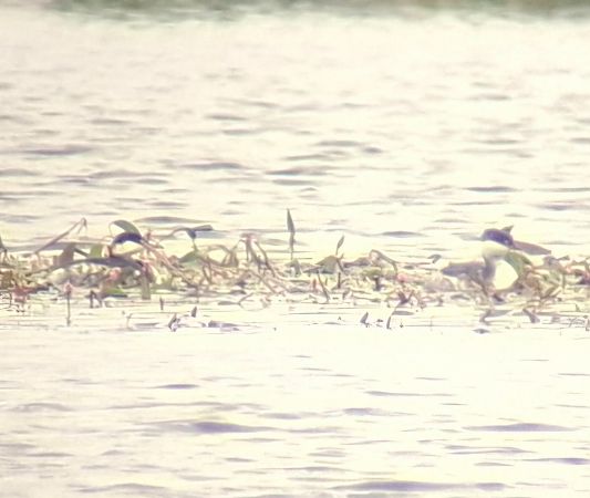 perkoz rogaty  - Grzegorz Kaczorowski