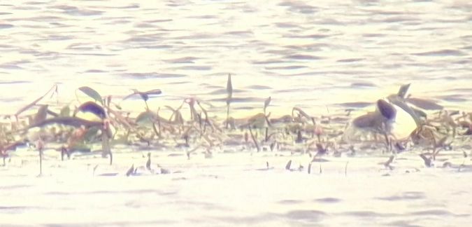 Grèbe esclavon  - Grzegorz Kaczorowski