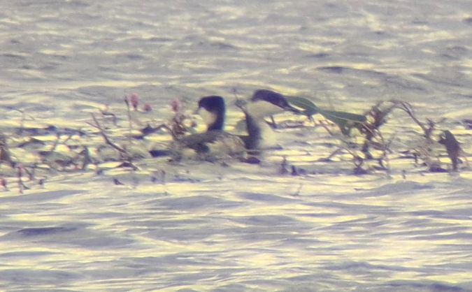 perkoz rogaty  - Grzegorz Kaczorowski