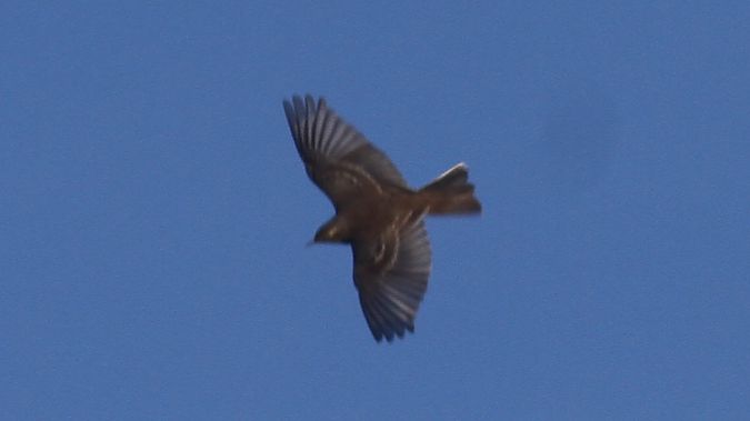 siwerniak  - Grzegorz Kaczorowski