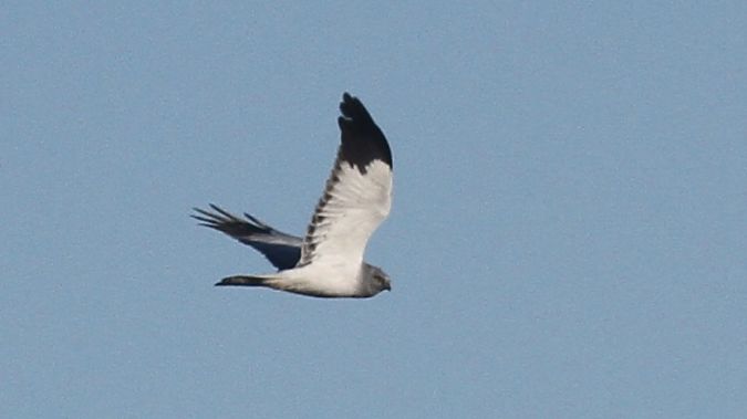 błotniak zbożowy  - Grzegorz Kaczorowski