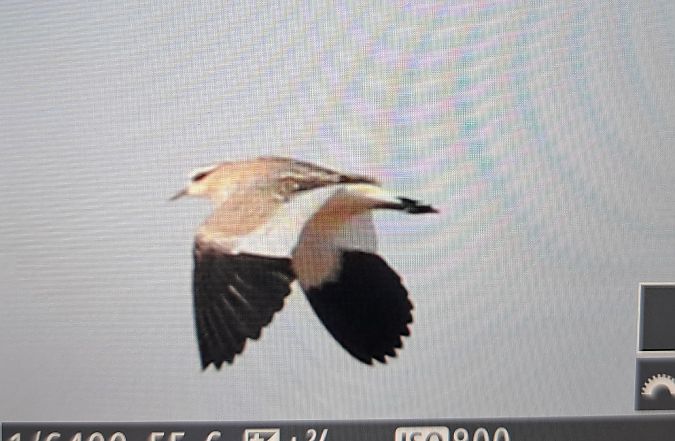 czajka towarzyska  - Tymoteusz Mazurkiewicz