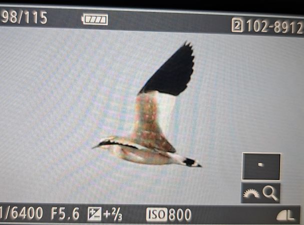 Vanneau sociable  - Tymoteusz Mazurkiewicz