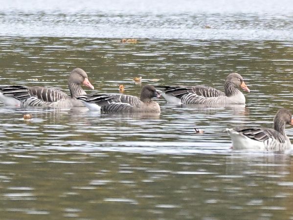 gęś krótkodzioba  - Waldemar Michalak