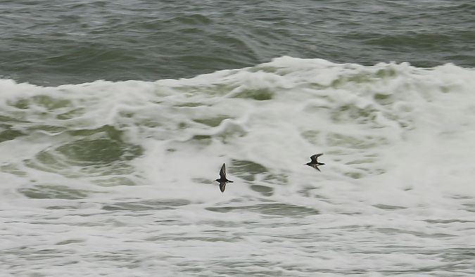 biegus morski  - Krzysztof Kajzer