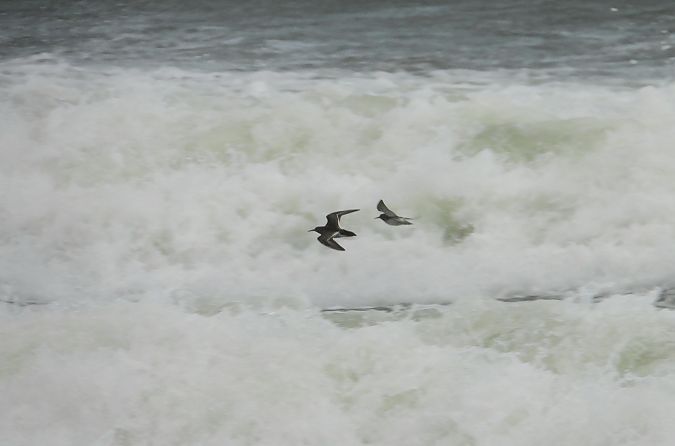 Meerstrandläufer  - Krzysztof Kajzer