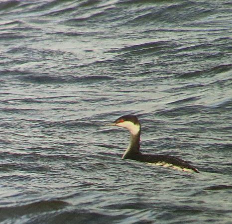 perkoz rogaty  - Tomasz Zarzycki