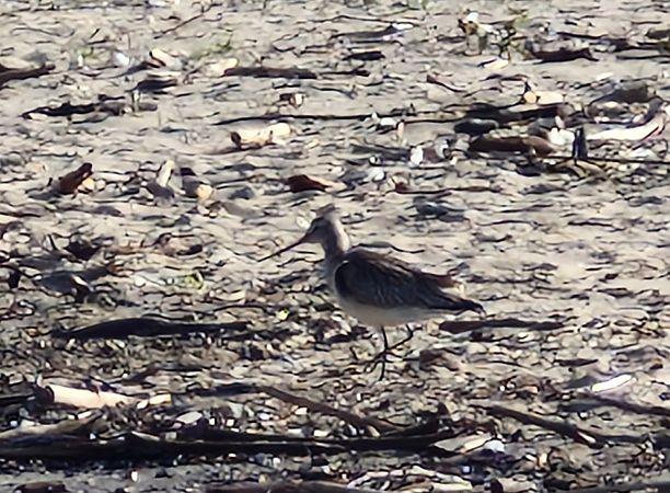 szlamnik  - Tomasz Zarzycki