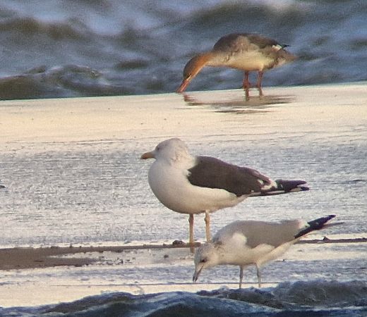 Heringsmöwe (ssp. fuscus)  - Tomasz Zarzycki