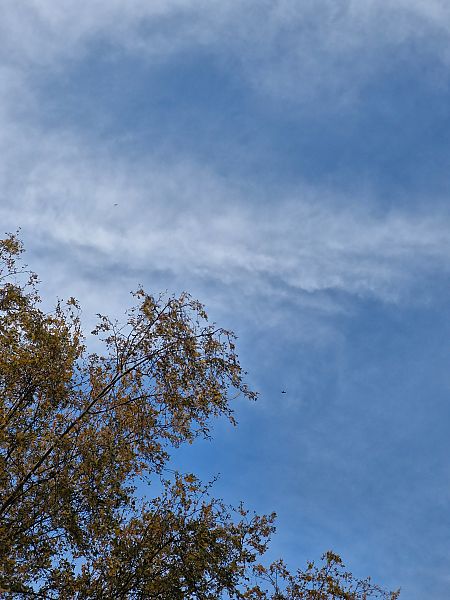 Martinet noir  - Tomasz Zarzycki