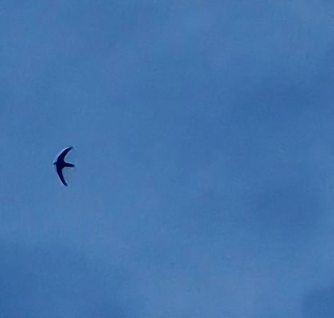 Martinet noir  - Tomasz Zarzycki