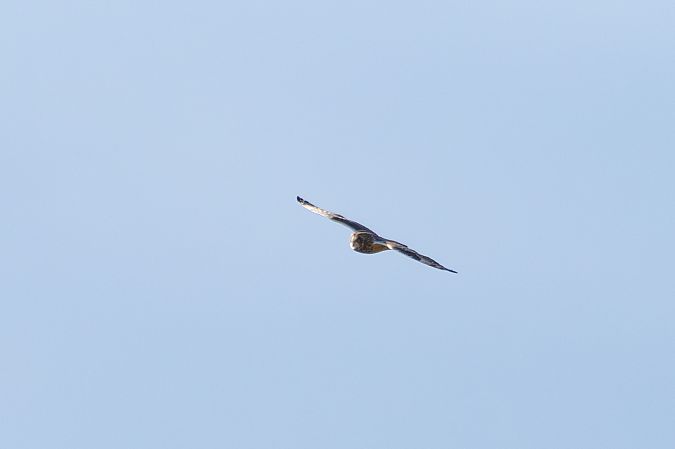 Sumpfohreule  - Katarzyna Matusik