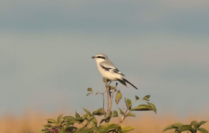 srokosz (ssp. homeyeri)  - Grzegorz Neubauer