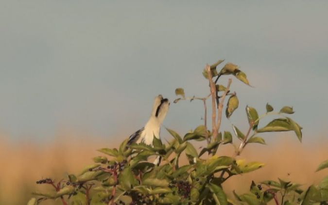 Pie-grièche grise (ssp. homeyeri)  - Grzegorz Neubauer