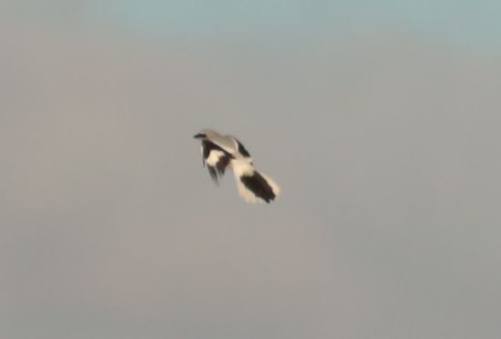 Raubwürger (ssp. homeyeri)  - Grzegorz Neubauer
