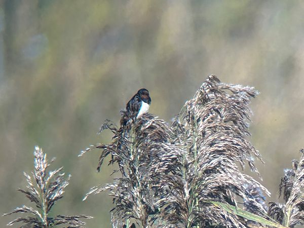 dymówka  - Sławomir Karpicki