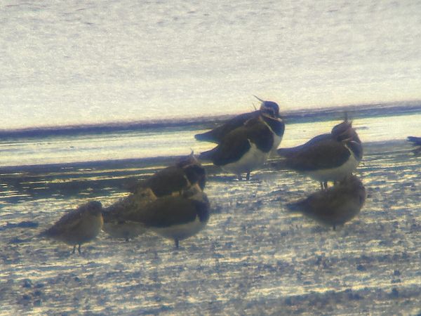 Tundragoldregenpfeifer  - Sławomir Karpicki