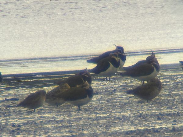 Pluvier fauve  - Sławomir Karpicki