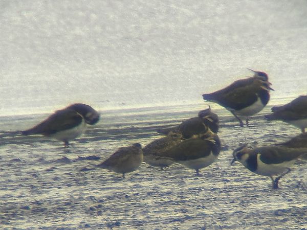 Pluvier fauve  - Sławomir Karpicki