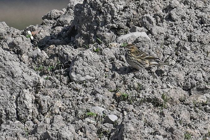 Rotkehlpieper  - Daniel Stasiowski