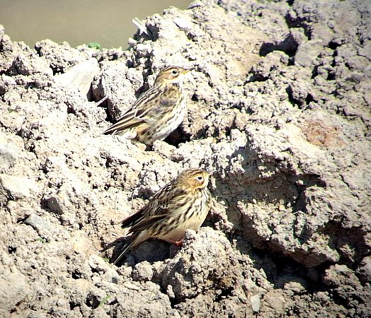 Pipit à gorge rousse  - Daniel Stasiowski