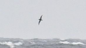 burzyk szary  - Daniel Stasiowski