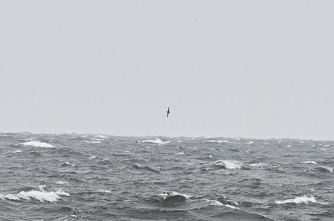 burzyk szary  - Daniel Stasiowski