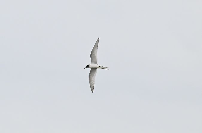 Küstenseeschwalbe  - Daniel Stasiowski