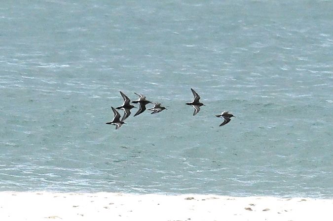 Meerstrandläufer  - Daniel Stasiowski