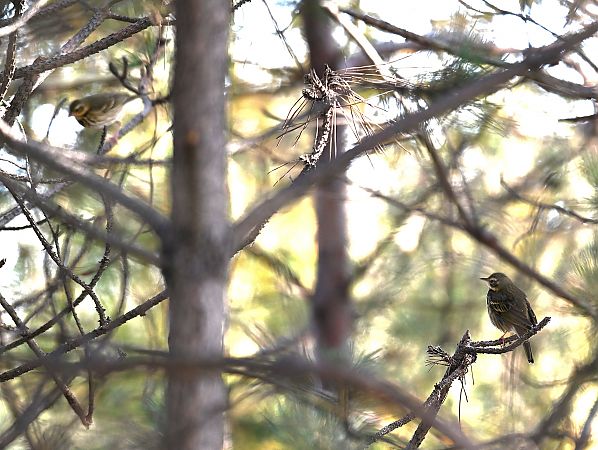 Pipit à dos olive  - Daniel Stasiowski