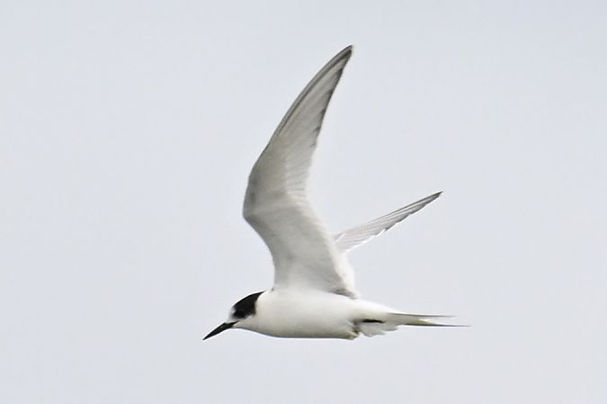 Sterne arctique  - Daniel Stasiowski