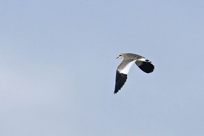 Steppenkiebitz  - Daniel Stasiowski