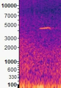 pierwiosnek (syberyjsk, ssp. tristis)  - Michał Polakowski