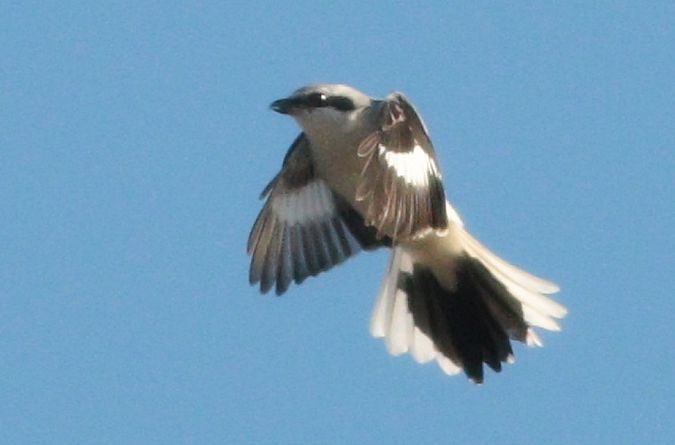srokosz (ssp. homeyeri)  - Michał Polakowski
